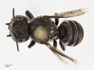 Pszczoła Megachile lucifer