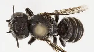 Pszczoła z "diabelskimi rogami". Niezwykłe odkrycie