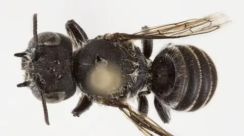 Pszczoła Megachile lucifer