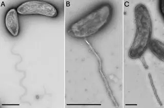 Caulobacter inopinatus