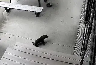 Foka wskoczyła do nowozelandzkiego baru