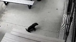 "O mój Boże, co mamy zrobić?"