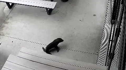 Foka wskoczyła do nowozelandzkiego baru