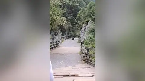 Niedźwiedź na szlaku turystycznym w Tatrach
