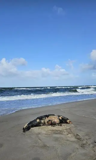 Martwa foka na plaży w Ustce (woj. pomorskie)