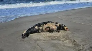 Martwa foka na plaży w Ustce
