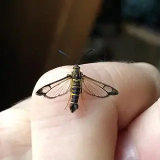 Motyl z nowo odkrytego gatunku Carmenta brachyclados