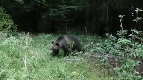 Niedźwiedź