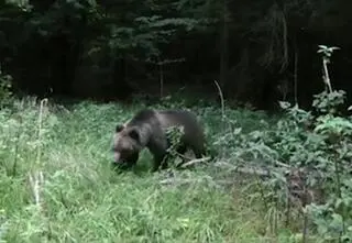 Niedźwiedzica zaatakowała mężczyznę w sadzie