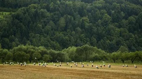 Zaczęły się "bocianie sejmiki". To symbol kończącego się lata