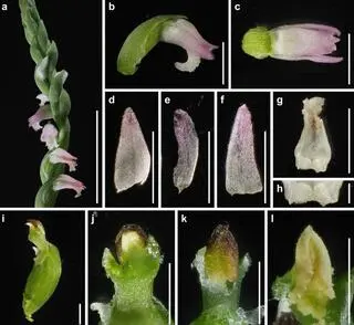 Spiranthes hachijoensis