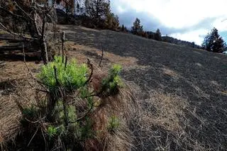 Gmina El Paso dwa miesiące po ustaniu erupcji wulkanu