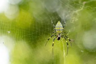 Pająk Trichonephila clavata