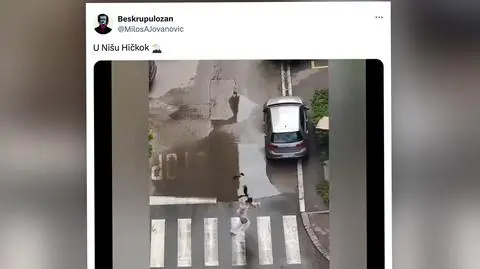 ptaki w Serbii