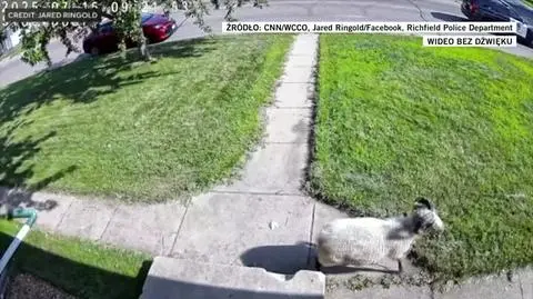 Policjanci udali się w pogoń za owcą