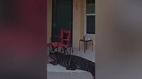 Aligator