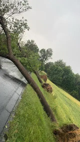 Powalone drzewa w Truskolasach (woj. śląskie)