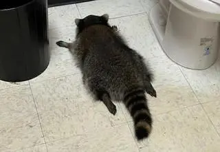 Szop "włamał się" do sklepu z alkoholem. Skończył w toalecie