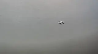 Nietypowi goście w polskiej rzece