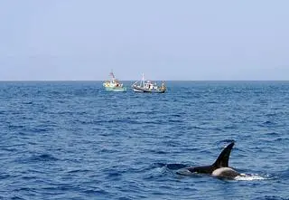 Orki zaatakowały jacht u wybrzeży Portugalii