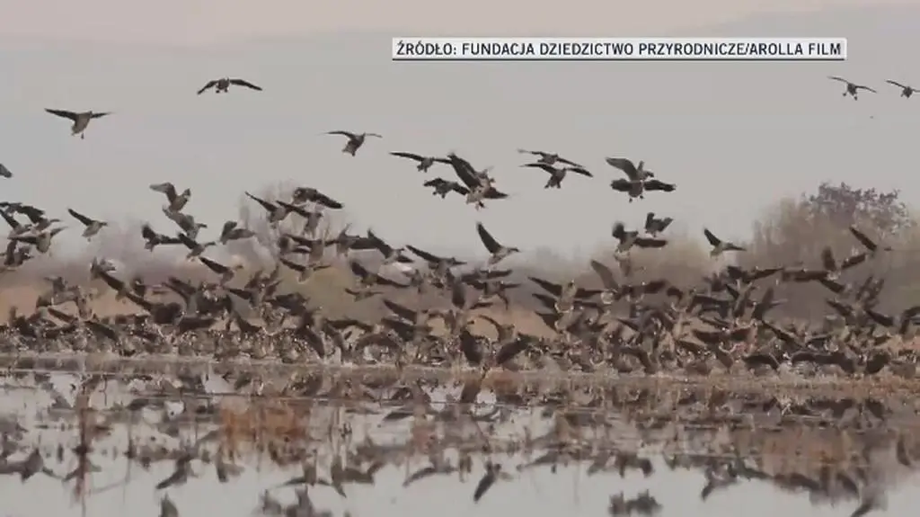 Zbierają podpisy, by uratować "dziką trzynastkę"