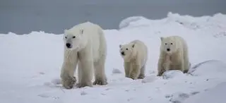 Niedźwiedzica polarna adoptowała młode