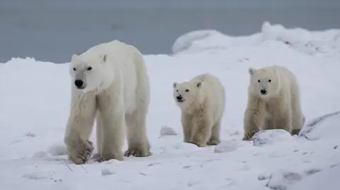 Niedźwiedzica polarna adoptowała młode