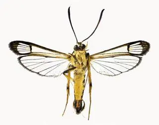 Motyl z nowo odkrytego gatunku Carmenta brachyclados