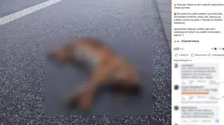 Młody ryś znaleziony na drodze z Popradu