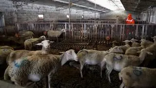 Powódź w Albanii zabiła setki zwierząt