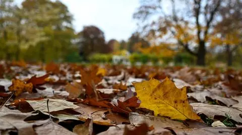 Jesień, liście, park, pochmurno, drzewa, chmury, wilgoć