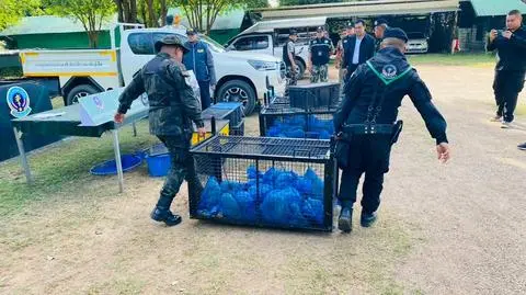 Tajskie służby udaremniły dwie duże akcje przemytników zwierząt