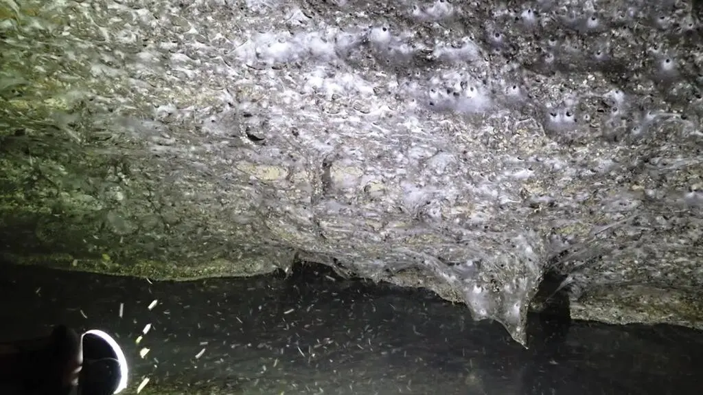 Żyje w niej ponad 100 tysięcy pająków. Odkryto ogromną sieć