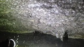 Żyje w niej ponad 100 tysięcy pająków. Odkryto ogromną sieć