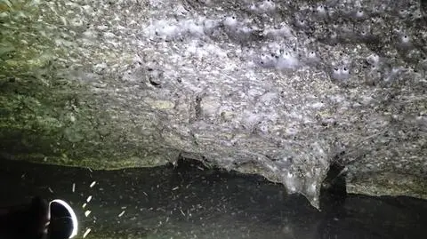 Ogromna sieć pająków w jaskini na pograniczu Grecji i Albanii