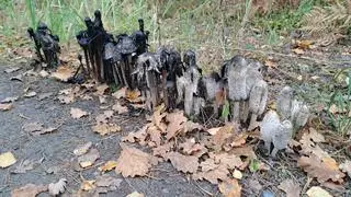 Czernidłak kołpakowaty 