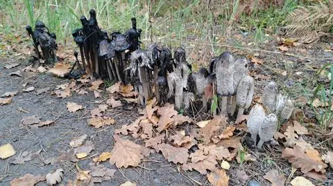 Czernidłak kołpakowaty 