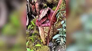 Nepenthes pongoides