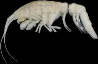 Dulcibella camanchaca