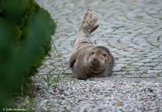 Foka wypłynęła na brzeg w porcie w Kołobrzegu