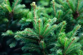 Świerk pospolity (Picea abies)