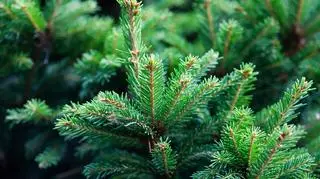Świerk pospolity (Picea abies)