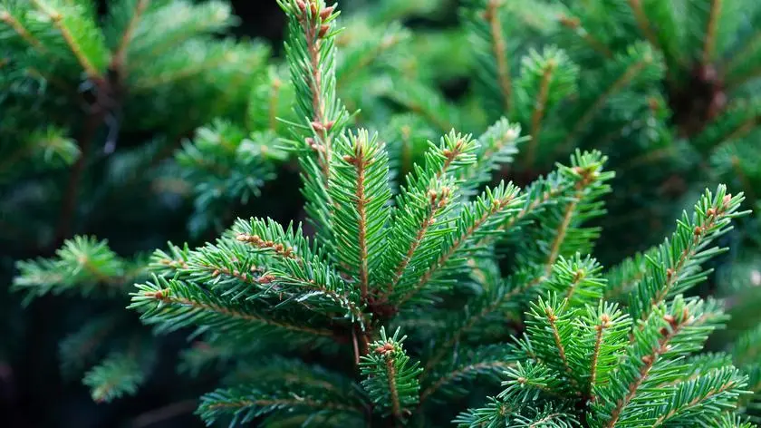 Za 10 lat tych drzew może tu nie być