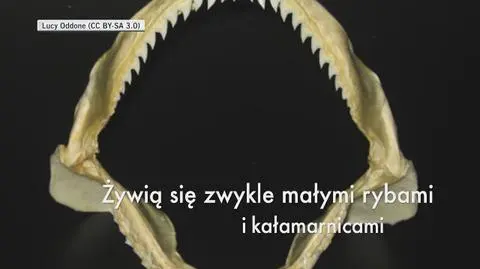 Żarłacze błękitne rzadko atakują ludzi