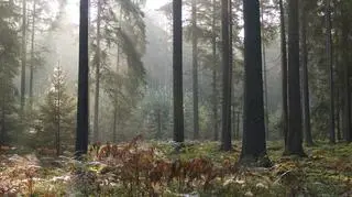 Białowieski Park Narodowy 