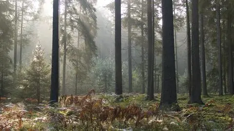 Białowieski Park Narodowy 