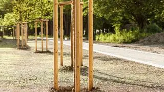 Drzewa ratują serca, a trawa szkodzi? Zaskakujące wyniki badań z USA