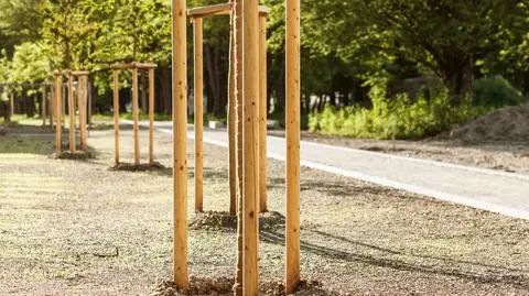 Młode drzewa w mieście