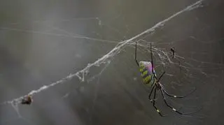 Trichonephila clavata jest gatunkiem inwazyjnym w USA