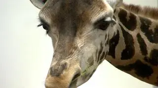 Dzień w roli opiekuna zwierząt w poznańskim zoo do wylicytowania na aukcji